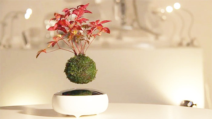 objets insolites bonsai 01