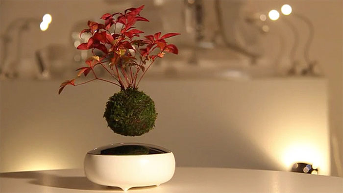 objets insolites bonsai
